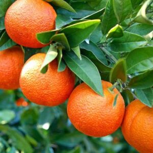 arance-rosse