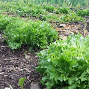 azienda-agricola