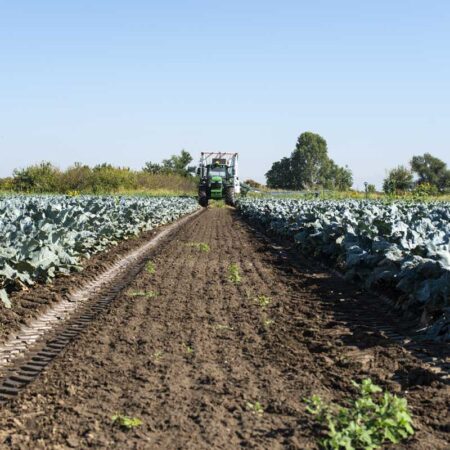 campo-broccoli