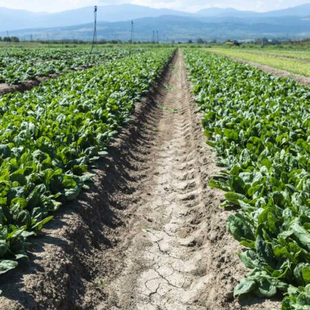 campo-spinaci