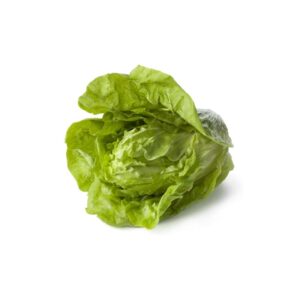 Lattuga