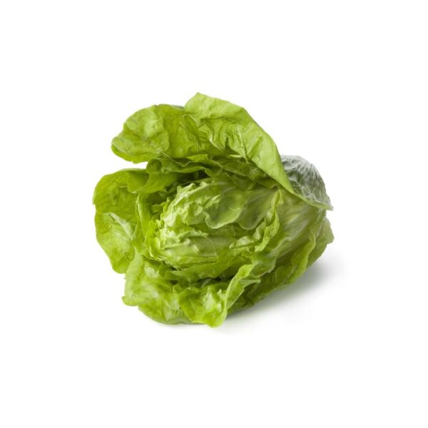 Lattuga