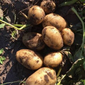 patate